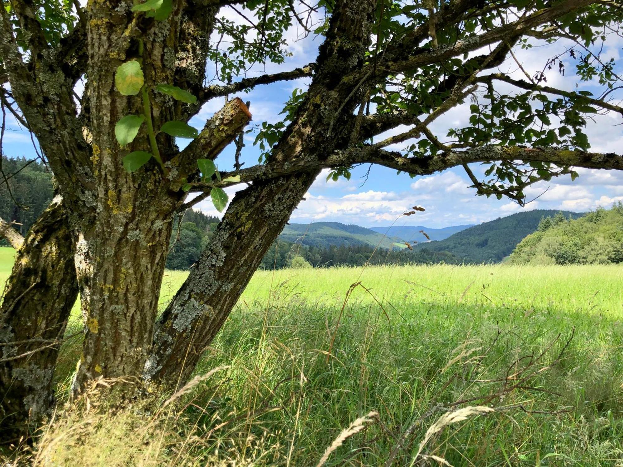 Ferien Im Schwarzwald Freiamt Hotell Eksteriør bilde