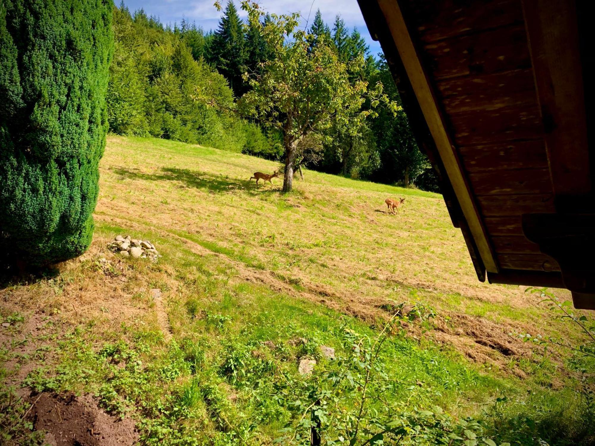 Ferien Im Schwarzwald Freiamt Hotell Eksteriør bilde
